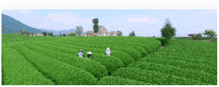 茶產業省級特色小鎮